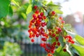 Birdcherry tree with bunch of unripe berries Royalty Free Stock Photo