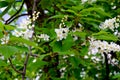 Birdcherry tree