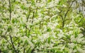 Birdcherry tree blossom