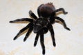 Spider Brachypelma albopilosum in natural forest environment.