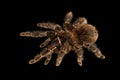 Birdeating Spider top view isolated on black background