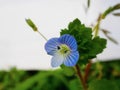 Veronica persica flower