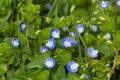 Birdeye Speedwell Flowers Royalty Free Stock Photo