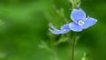 Birdeye speedwell flowers swaying in the wind, the sounds of birds and insects