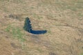 Birdeye view Alone tree in grass field