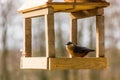 Birdfeeder. Tomtit is eating from the feeder.