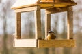 Birdfeeder. Tomtit is eating from the feeder. Royalty Free Stock Photo