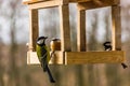 Birdfeeder. Tomtit is eating from the feeder.