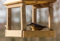 Birdfeeder. Tomtit is eating from the feeder.