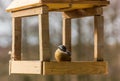 Birdfeeder. Tomtit is eating from the feeder. Royalty Free Stock Photo