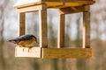 Birdfeeder. Tomtit is eating from the feeder. Royalty Free Stock Photo