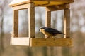 Birdfeeder. Tomtit is eating from the feeder.