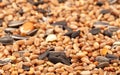 Birdfood - Mixed seeds, grain, nuts and corn Royalty Free Stock Photo