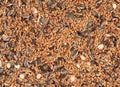 Birdfood - Mixed seeds, grain, nuts and corn Royalty Free Stock Photo
