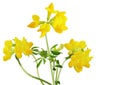 Birdfoot Trefoil Royalty Free Stock Photo