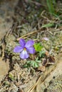 Birdfoot Violet, Viola pedata