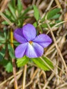 Birdfoot Violet Wildflower