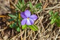 Birdfoot Violet Wildflower