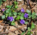 Colony of Birdfoot Violets, Viola pedate