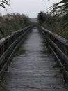 Birdge on a lake with reeds Royalty Free Stock Photo