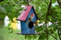 Birdhouse on the Apple tree