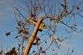 Birdhouse attached to a tree in the color of military camouflage. Starlings nest in this green nest very happy.