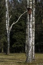 Birdhouse on birch tree