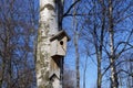 Birdhouse on a birch tree on a sunny spring day Royalty Free Stock Photo