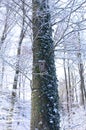 Birdhouse - Birds nest - snow covered