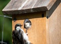 Birdhouse Breakfast Royalty Free Stock Photo