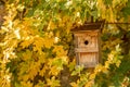 Birdhouse and colorful autumn leaves