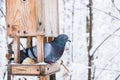 Birdhouse with snow in a winter cold forest and a pigeon bird Royalty Free Stock Photo