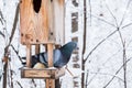Birdhouse with snow in a winter cold forest and a pigeon bird Royalty Free Stock Photo