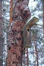 Birdhouse on crumpled pine tree in winter forest. Nestling box in wood Royalty Free Stock Photo