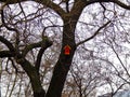 Birdhouse on a tree with yellow leaves in autumn park