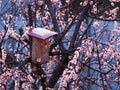 Birdhouse on a flowering apricot tree. Sakura blossomed creating a spring holiday mood. Pollination of flowers and collecting