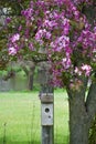 Birdhouse with Flowering Crab Apple Tree