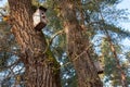 Birdhouse in the forest