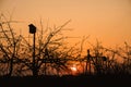 Birdhouse in the garden during sunset