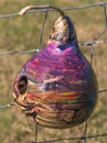 Birdhouse Gourd