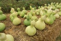 Birdhouse Gourds lined up