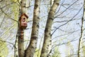 birdhouse hangs on a birch tree Royalty Free Stock Photo