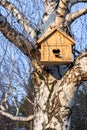 Birdhouse with heart shaped opening on birch tree in early sunny spring day Royalty Free Stock Photo