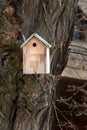 Birdhouse house for small birds nailed to a massive tree with ornate texture bark Royalty Free Stock Photo