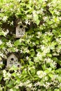 Birdhouse with jasmine