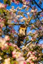 Birdhouse located among the blossoming branches of an Apple tree