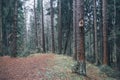 Birdhouse made of wood in the middle of the forest Royalty Free Stock Photo