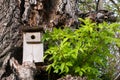 Birdhouse on an old tree in the garden Royalty Free Stock Photo