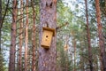Birdhouse on the tree waiting for the starlings, in the spring in the forest Royalty Free Stock Photo