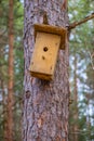Birdhouse on the tree waiting for the starlings, in the spring in the forest Royalty Free Stock Photo